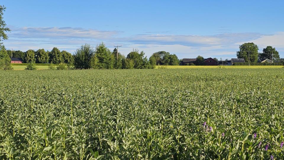 Lenke til artikkel: Landbruksinfo fra Indre Østfold kommune uke 32/2026