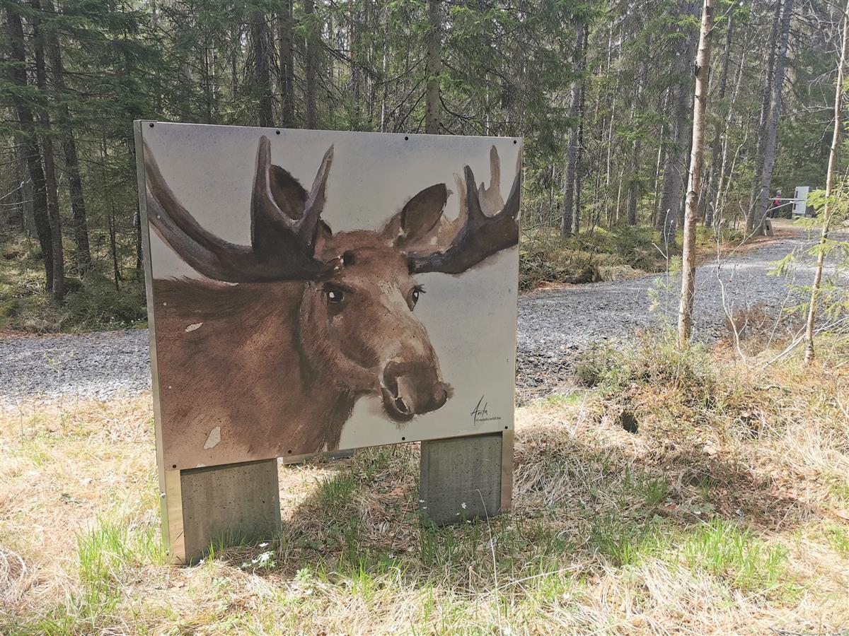 elg av Anita Nordic Wild - Klikk for stort bilde