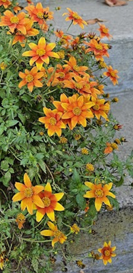 bidens - Klikk for stort bilde